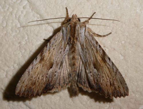 Réf. 233 621 : Apamea lithoxylaea